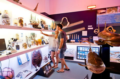 Marine Discovery Centre Hastings Point - Accommodation Great Ocean Road 1