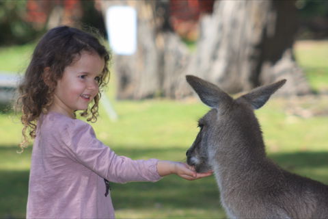 Potoroo Palace Native Animal Sanctuary - Accommodation Great Ocean Road 1