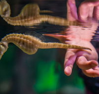 Seahorse World