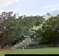 State Square Banyan Tree - Accommodation Great Ocean Road