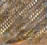 The Great Forest Trees Drive - Accommodation Great Ocean Road