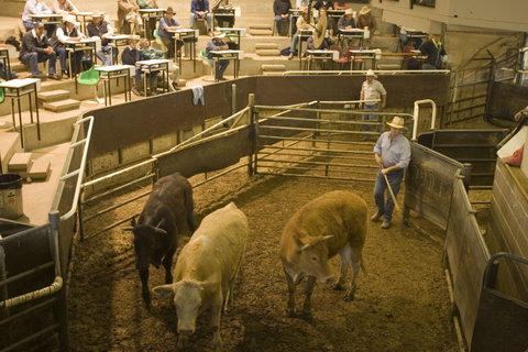 Wagga Wagga Livestock Marketing Centre - Accommodation Great Ocean Road 0
