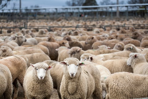 Wagga Wagga Livestock Marketing Centre - Accommodation Great Ocean Road 1