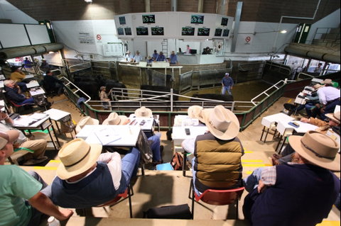 Wagga Wagga Livestock Marketing Centre - Accommodation Great Ocean Road 2