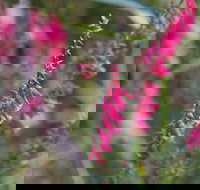 Warawee Circuit Walk to  Trigger Plant Track - Accommodation Great Ocean Road