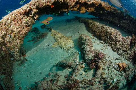 Aarhus Dive Site - Accommodation Great Ocean Road 2