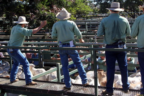 Blackall Saleyards - Accommodation Great Ocean Road 2