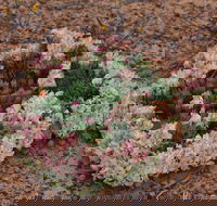 Coorow Wreath Flowers - Accommodation Great Ocean Road