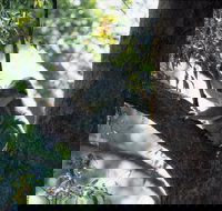 Daisy Hill - Accommodation Great Ocean Road