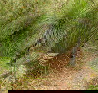 Grass Tree Circuit - Accommodation Great Ocean Road