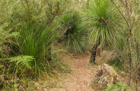 Grass Tree Circuit - Accommodation Great Ocean Road 0