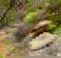 Mount Olive Trail - Accommodation Great Ocean Road