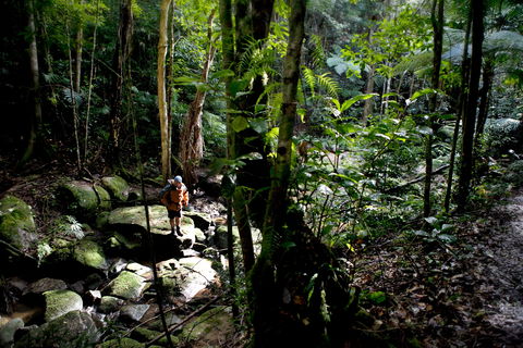 Strickland State Forest - Accommodation Great Ocean Road 0
