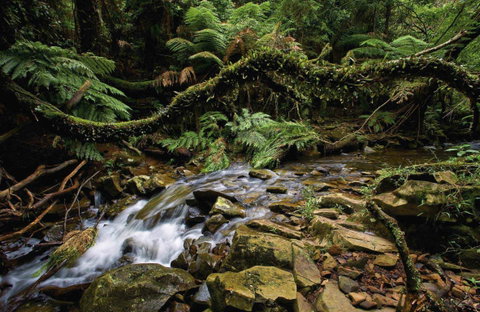 Budderoo National Park - Accommodation Great Ocean Road 0