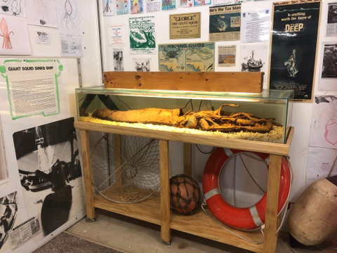 George The Giant Squid Display, Wallaroo - Accommodation Great Ocean Road 0