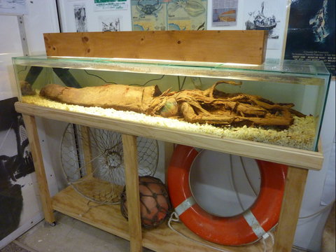 George The Giant Squid Display, Wallaroo - Accommodation Great Ocean Road 1