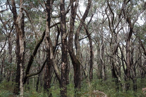 Lookout Hill  Circuit Walk - Accommodation Great Ocean Road 0