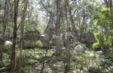 Tallaganda National Park - Accommodation Great Ocean Road 0