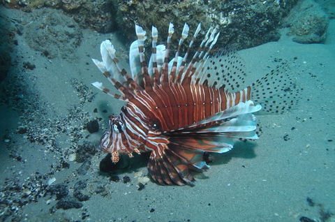 The Pines Dive Site - Accommodation Great Ocean Road 1