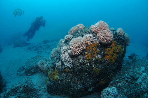 The Pines Dive Site - Accommodation Great Ocean Road 2