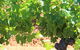 Hunter Valley Wine Tours | Wine Tasting Tours From Sydney OR Hunter Valley - thumb 19