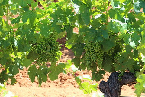 Hunter Valley Wine Tours | Wine Tasting Tours From Sydney OR Hunter Valley - Accommodation Great Ocean Road 19