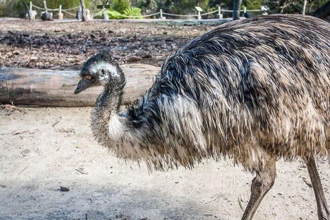 Hunter Valley Wine & Wildlife Tour (Private Tour From Sydney) - Accommodation Great Ocean Road 3