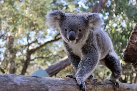 Hunter Valley Wine & Wildlife Tour (Private Tour From Sydney) - Accommodation Great Ocean Road 7