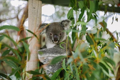 Hunter Valley Wine & Wildlife Tour (Private Tour From Sydney) - Accommodation Great Ocean Road 16