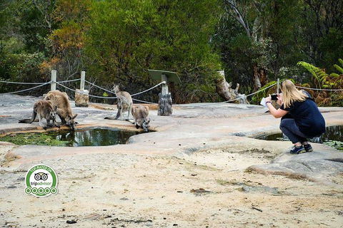 Hunter Valley Wine & Wildlife Tour (Private Tour From Sydney) - Accommodation Great Ocean Road 14