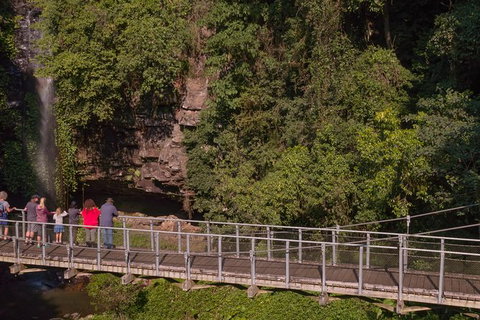 Rainforest & Waterfall Experience - Accommodation Great Ocean Road 4