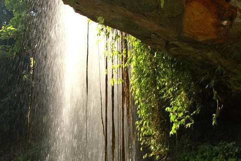 Rainforest & Waterfall Experience - Accommodation Great Ocean Road 9