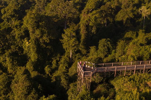 Rainforest & Waterfall Experience - Accommodation Great Ocean Road 5