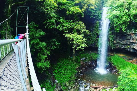 Rainforest & Waterfall Experience - Accommodation Great Ocean Road 0