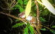 Blue Mountains Hiking Glow Worms Cave Wildlife Spotlighting Night Adventure - thumb 1