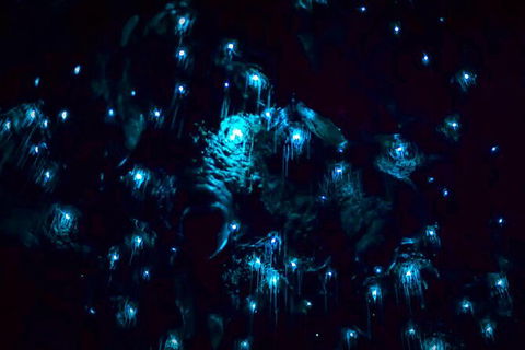 Blue Mountains Hiking Glow Worms Cave Wildlife Spotlighting Night Adventure - Accommodation Great Ocean Road 4