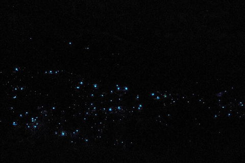 Blue Mountains Hiking Glow Worms Cave Wildlife Spotlighting Night Adventure - Accommodation Great Ocean Road 10