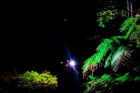 Blue Mountains Hiking Glow Worms Cave Wildlife Spotlighting Night Adventure - Accommodation Great Ocean Road 13