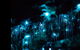 Blue Mountains Hiking Glow Worms Cave Wildlife Spotlighting Night Adventure - thumb 9