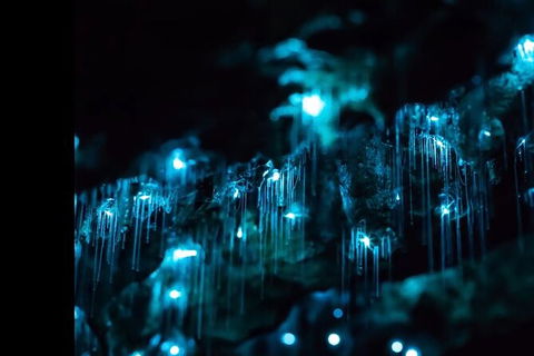 Blue Mountains Hiking Glow Worms Cave Wildlife Spotlighting Night Adventure - Accommodation Great Ocean Road 9