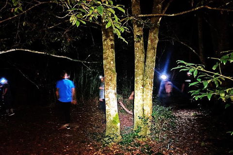 Blue Mountains Hiking Glow Worms Cave Wildlife Spotlighting Night Adventure - Accommodation Great Ocean Road 6