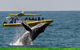 Whale Watching Wave Rider - thumb 0
