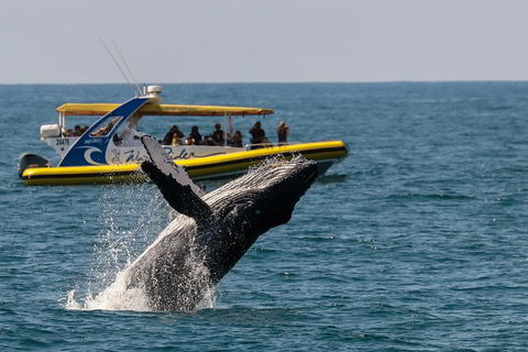 Whale Watching Wave Rider - Accommodation Great Ocean Road 0
