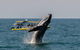 Whale Watching Wave Rider - thumb 1