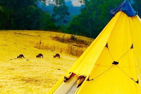 Blue Mountains Into The Wild Overnight Camping 4WD Off Road Wilderness Adventure - Accommodation Great Ocean Road 0