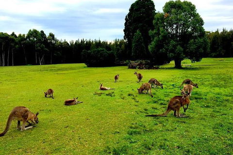 Blue Mountains Into The Wild Overnight Camping 4WD Off Road Wilderness Adventure - Accommodation Great Ocean Road 1
