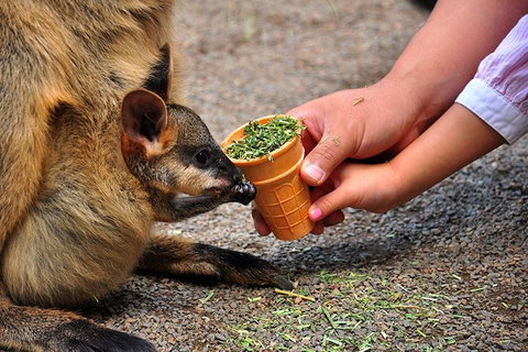 Blue Mountains Highlights & Wildlife Park - Accommodation Great Ocean Road 3