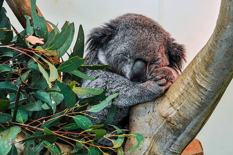 Blue Mountains Highlights & Wildlife Park - Accommodation Great Ocean Road 1