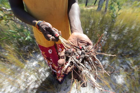 Gay-Wu Woman\'s 5 Day Yolngu Homeland Tour - Accommodation Great Ocean Road 10