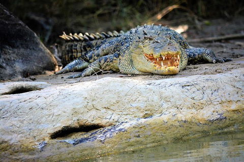Ethical Adventures - Kakadu 2 Day- Max 10 Guests - Accommodation Great Ocean Road 3